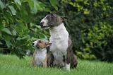 BULL TERRIER MINIATURE 148